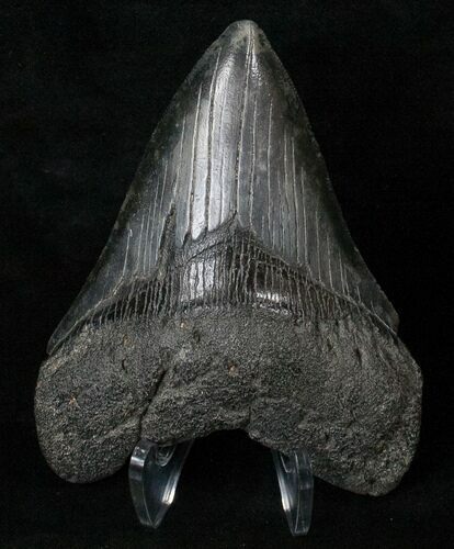 Nicely Colored Megalodon Tooth #16592